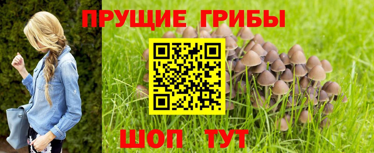Псилоцибиновые грибы Psilocybine cubensis  Вход с VPN  Кушва  Галлюциногенные грибы Psilocybe 